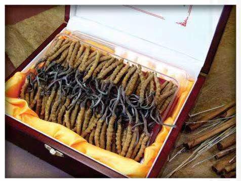 双峰冬虫夏草回收